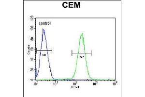 Flow cytometric analysis of CEM cells (right histogram) compared to a negative control cell (left histogram). (HTR3E Antikörper  (AA 126-154))