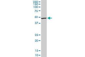 IRX5 monoclonal antibody (M10), clone 6A9. (IRX5 Antikörper  (AA 204-264))