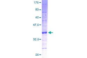 ATP5G1 Protein (AA 18-136) (GST tag)