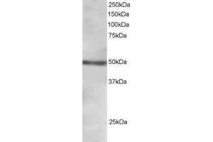 Image no. 1 for anti-Forkhead Box L2 (FOXL2) (C-Term) antibody (ABIN374339) (FOXL2 Antikörper  (C-Term))