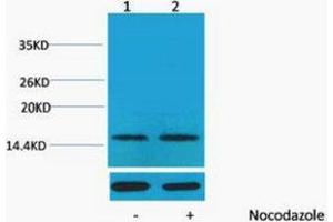 Western Blotting (WB) image for anti-Histone H1 (pThr17) antibody (ABIN3181350) (Histone H1 Antikörper  (pThr17))