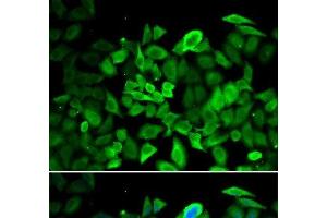 Immunofluorescence analysis of HeLa cells using ANXA1 Polyclonal Antibody (Annexin a1 Antikörper)