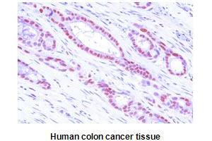Immunohistochemistry (IHC) image for anti-Methionine Adenosyltransferase II, alpha (MAT2A) (AA 1-395), (N-Term) antibody (ABIN356234) (MAT2A Antikörper  (N-Term))
