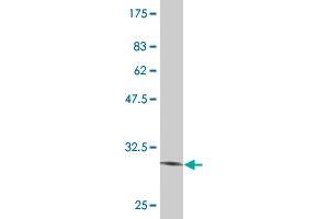 Western Blot detection against Immunogen (31. (Vasn Antikörper  (AA 298-349))