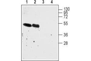 Western blot analysis of rat (lanes 1 and 3) and mouse (lanes 2 and 4) brain cell lysates: - 1,2. (CHRNA7 Antikörper  (Extracellular, N-Term))