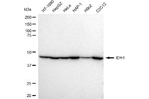 Western blotting analysis using IDH1 antibody (ABIN7799133). (Rekombinanter IDH1 Antikörper)