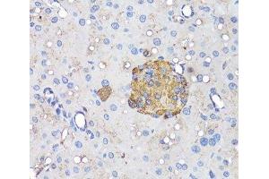 Immunohistochemistry of paraffin-embedded Mouse pancreatic islet using INS Polyclonal Antibody at dilution of 1:50 (40x lens). (Insulin Antikörper)