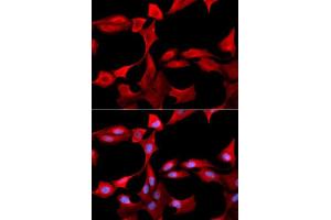 Immunofluorescence analysis of U2OS cells using GCLM antibody. (GCLM Antikörper  (AA 1-274))