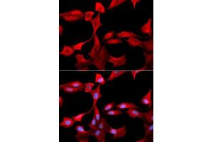 Immunofluorescence analysis of U2OS cells using GCLM antibody. (GCLM Antikörper  (AA 1-274))