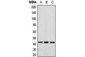 Western blot analysis of Connexin 43 expression in HeLa (A), mouse heart (B), rat heart (C) whole cell lysates. (Connexin 43/GJA1 Antikörper  (C-Term))