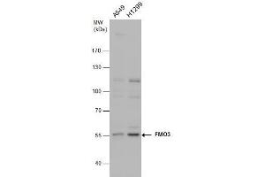 WB Image FMO3 antibody detects FMO3 protein by western blot analysis.