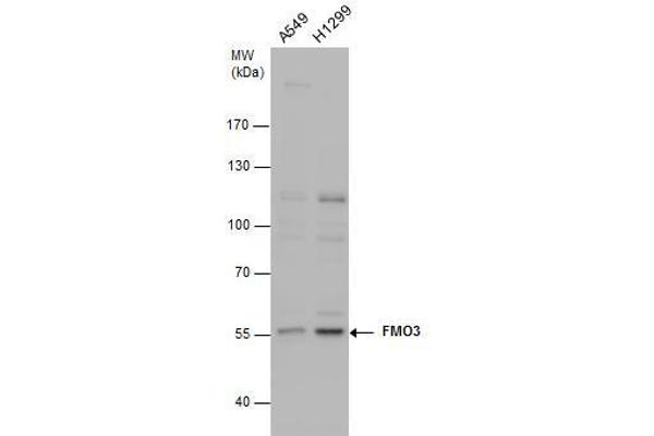 FMO3 Antikörper
