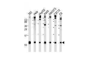 All lanes : Anti-Ubiquitin Antibody (N-term) at 1:2000 dilution Lane 1: 293 whole cell lysate Lane 2: Hela whole cell lysate Lane 3: HepG2 whole cell lysate Lane 4: A549 whole cell lysate Lane 5: NIH/3T3 whole cell lysate Lane 6: C2C12 whole cell lysate Lane 7: C6 whole cell lysate Lysates/proteins at 20 μg per lane. (Ubiquitin Antikörper  (N-Term))