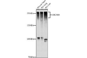 Western blot analysis of extracts of various cell lines, using A antibody (ABIN7265731) at 1:1000 dilution. (ABCA8A Antikörper)