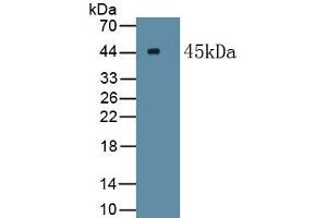 Detection of Recombinant MyoD, Human using Polyclonal Antibody to Myogenic Differentiation (MyoD) (MYOD1 Antikörper  (AA 1-320))