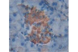 IHC-P analysis of Mouse Tissue, with DAB staining. (PDGF-BB Homodimer (AA 21-241) Antikörper)