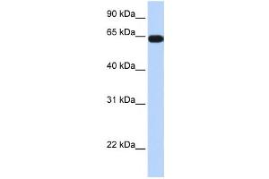 Western Blotting (WB) image for anti-Kelch-Like 36 (KLHL36) antibody (ABIN2458102) (KLHL36 Antikörper)