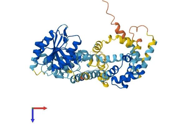 SRP54 Protein (AA 1-504) (His tag)