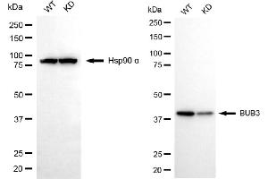 Western blotting analysis using BUB3 antibody (ABIN7797806). (Rekombinanter BUB3 Antikörper)
