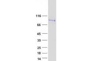 Western Blotting (WB) image for Sialic Acid Binding Ig-Like Lectin 12 (SIGLEC12) (Transcript Variant 1) protein (Myc-DYKDDDDK Tag) (ABIN2732049)