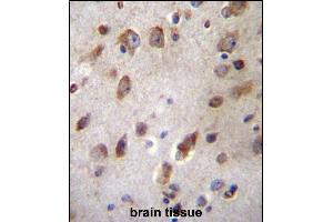 B3GNT1 Antibody (C-term) (ABIN657124 and ABIN2846268) immunohistochemistry analysis in formalin fixed and paraffin embedded human brain tissue followed by peroxidase conjugation of the secondary antibody and DAB staining.