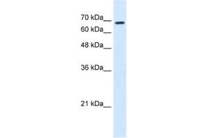 Western Blotting (WB) image for anti-Ras Homolog Gene Family, Member T1 (RHOT1) antibody (ABIN2463986) (RHOT1 Antikörper)