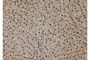 ABIN6273078 at 1/100 staining Rat liver tissue by IHC-P. (SHoc2/Sur8 Antikörper  (C-Term))