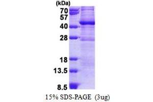 SDS-PAGE (SDS) image for GTPase, IMAP Family Member 6 (GIMAP6) (AA 1-292) protein (His tag) (ABIN5853135)