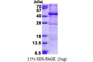 SDS-PAGE (SDS) image for GTPase, IMAP Family Member 6 (GIMAP6) (AA 1-292) protein (His tag) (ABIN5853135) (GIMAP6 Protein (AA 1-292) (His tag))