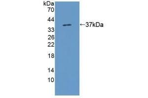 Detection of Recombinant KMO, Rat using Polyclonal Antibody to Kynurenine-3-Monooxygenase (KMO) (KMO Antikörper  (AA 1-282))