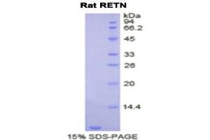 SDS-PAGE (SDS) image for Resistin (RETN) (AA 45-114) protein (His tag) (ABIN1878214)