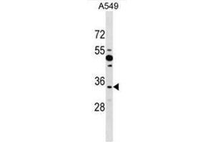 BOLL Antibody (N-term) western blot analysis in A549 cell line lysates (35µg/lane). (BOLL Antikörper  (N-Term))