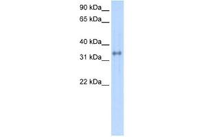 Carbonic Anhydrase IV antibody used at 1 ug/ml to detect target protein. (CA4 Antikörper  (C-Term))