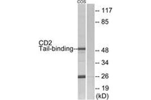 Western blot analysis of extracts from COS7 cells, using CD2 Tail-binding Antibody.