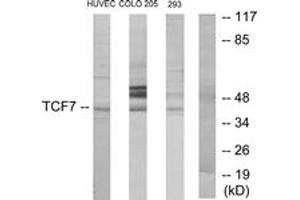 Western blot analysis of extracts from HuvEc/COLO205/293 cells, using TCF7 Antibody.