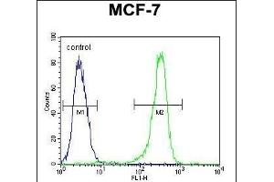 DC13 Antibody (N-term) (ABIN651108 and ABIN2840074) flow cytometric analysis of MCF-7 cells (right histogram) compared to a negative control cell (left histogram). (C16orf61 Antikörper  (N-Term))