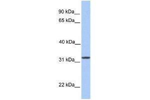 SIGLEC12 antibody used at 1 ug/ml to detect target protein. (SIGLEC12 Antikörper  (N-Term))