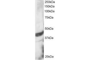 ABIN2562142 staining (3µg/ml) of HeLa lysate (RIPA buffer, 30µg total protein per lane).