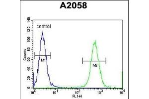 CCD Antibody (Center) (ABIN654566 and ABIN2844272) flow cytometric analysis of  cells (right histogram) compared to a negative control cell (left histogram). (CCDC148 Antikörper  (AA 279-307))
