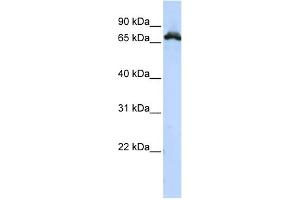 WB Suggested Anti-RAVER1 Antibody Titration:  0. (RAVER1 Antikörper  (Middle Region))