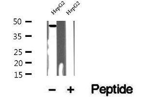 Western blot analysis of extracts of HepG2 cells, using UQCRC1 antibody.