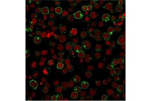 Immunofluorescent staining of Jurkat cells using CD28 Mouse Monoclonal Antibody (204. (CD28 Antikörper)