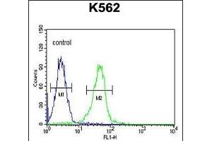KCNJ6 Antibody (Center) (ABIN652033 and ABIN2840507) flow cytometric analysis of K562 cells (right histogram) compared to a negative control cell (left histogram). (KCNJ6 Antikörper  (AA 26-55))