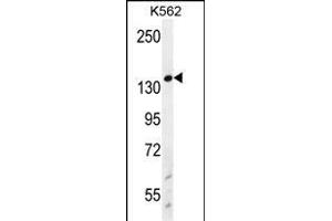 WRN Antibody (Center ) (ABIN656017 and ABIN2845392) western blot analysis in K562 cell line lysates (35 μg/lane). (RECQL2 Antikörper  (AA 787-816))