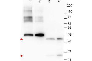 Western blot using  anti-NAG-1 monoclonal antibody. (GDF15 Antikörper  (C-Term))