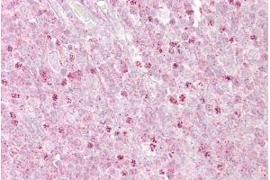 Immunohistochemistry with Tonsil tissue at an antibody concentration of 5µg/ml using anti-OAS1 antibody (ARP51360_P050) (OAS1 Antikörper  (C-Term))