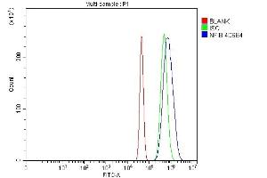anti-Nuclear Factor I/B (NFIB) (Middle Region) antibody