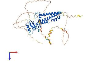 TFAP2C Protein (AA 1-450) (His tag)