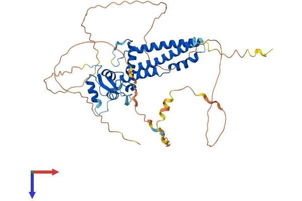 TFAP2C Protein (AA 1-450) (His tag)