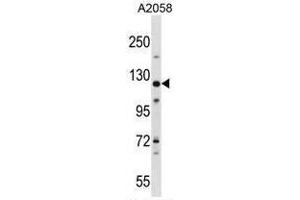 BAT3 Antibody (C-term) western blot analysis in A2058 cell line lysates (35µg/lane).